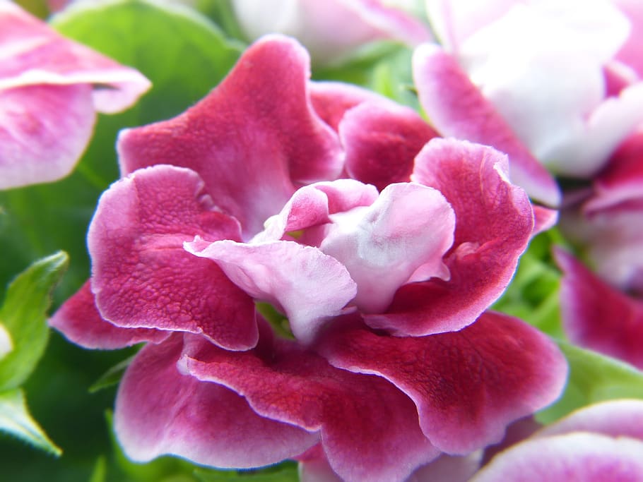 gloxinia, pink, blossom, bloom, macro, ornamental plant, petals, beauty, growth, open