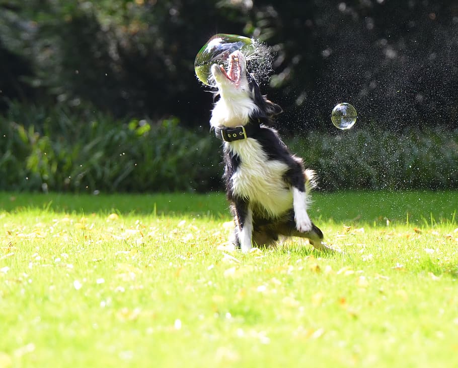 border collie, playing, bubbles, grass field, daytime, soap bubbles, dog, dog hunting soap bubbles, playful, funny