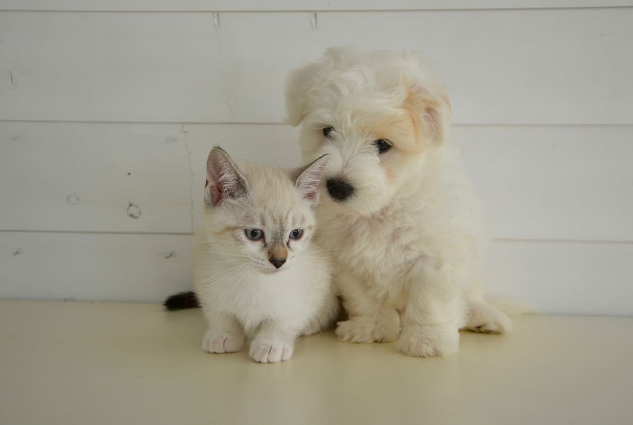 blanco, al lado, cachorro, perro, gato, gatito, animal doméstico, gato perro, naturaleza, abrigo