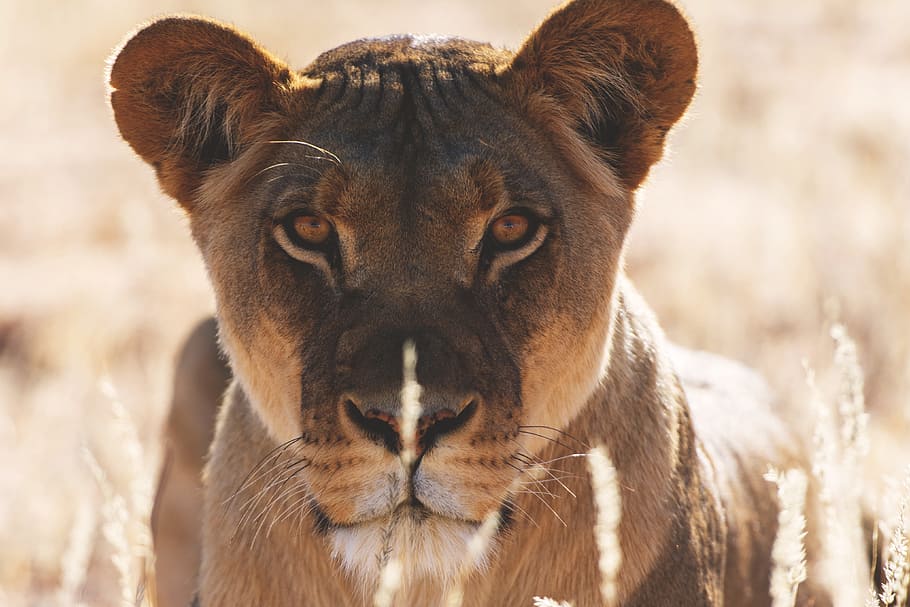 lion, lies, grass, Botswana, Africa, nature, animal, animals, cat, cats