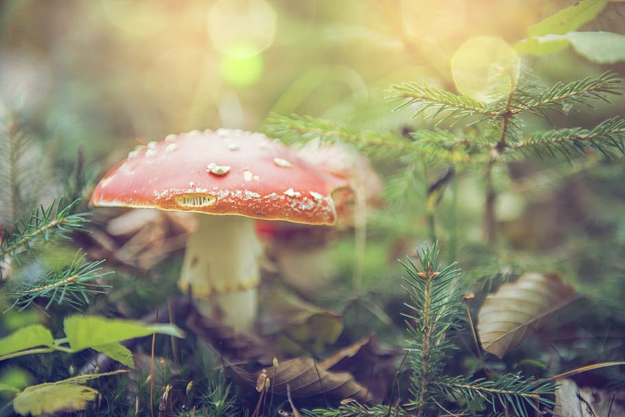 selective, focus photography, red, white, fungi, forest, mushroom, nature, toxic, mushroom picking