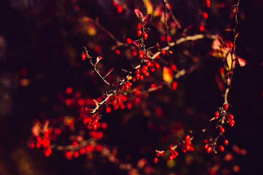shallow, focus photography, red, plant, leaf, tree, branch, nature, dark, fruit