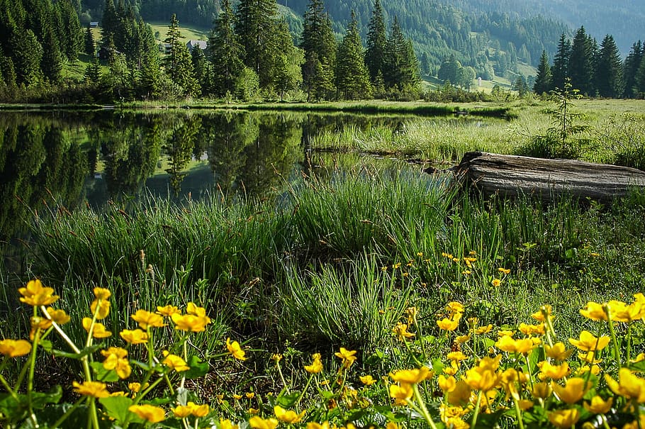 green grass field, bergsee, bog lake, lake, clear, austria, little lake, hiking day, styria, spechtensee