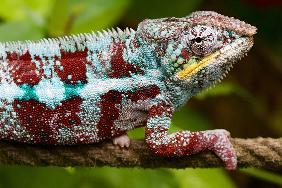 rojo, azul, camaleón, marrón, cuerda, naturaleza, animal, lagarto, cazador, convertidor de color