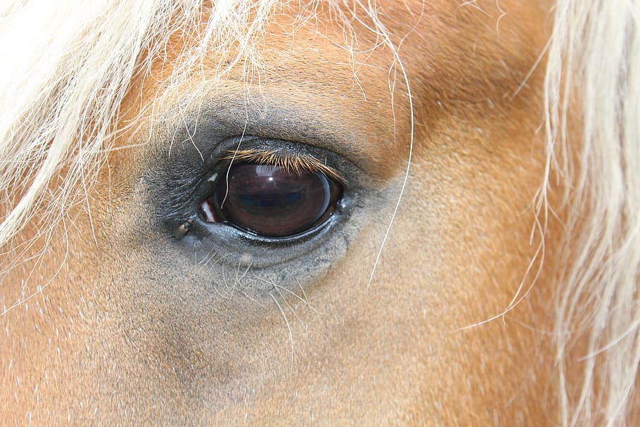 Kuda, Mata, Dasi kupu-kupu, mata kuda dengan dasi kupu-kupu, haflinger, kepala kuda, close-up, penglihatan, bulu mata, mata manusia