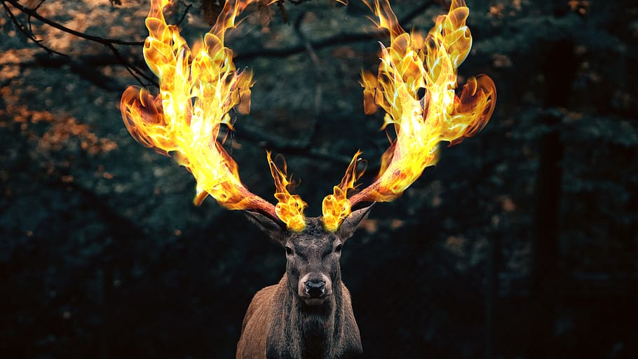 animal, deer, fire, nature, mammal, wildlife, stag, wild, buck, fawn