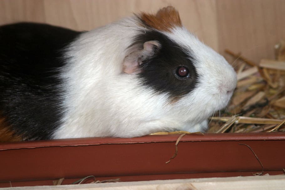 guinea pig, sea ​​pig house, animal, rodent, guinea pig house, cute, sweet, smooth hair, pet, portrait