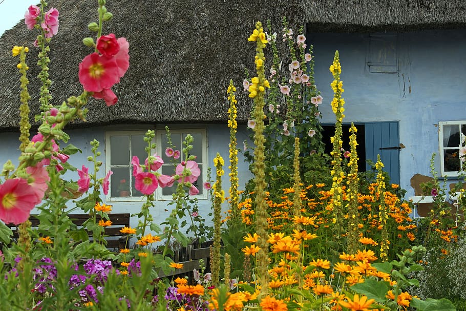 farm, thatched roofs, cottage garden, garden, flower meadow, flora, summer, farmhouse, village, bloom