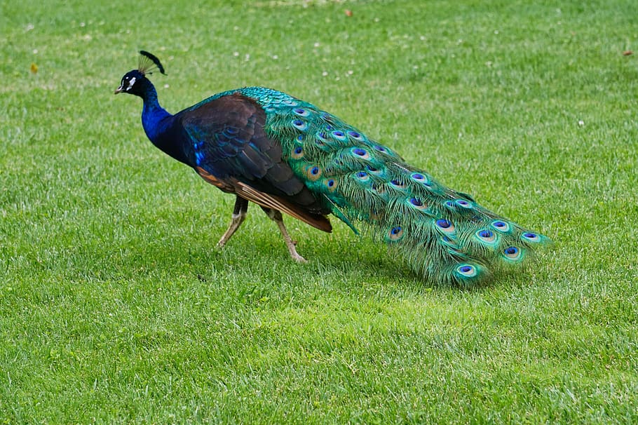 peacock, animal, portrait, garden, green, nature, love for animals, running, crown, beautiful