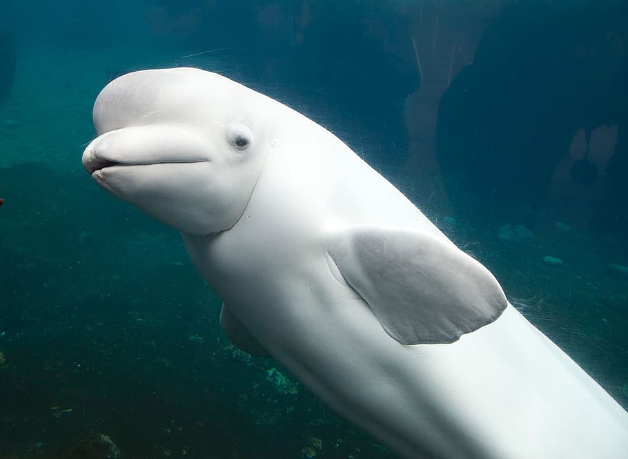 delfín beluga, delfín blanco, mamífero, delfín, acuático, marino, acuario, bajo el agua, temas de animales, fauna animal