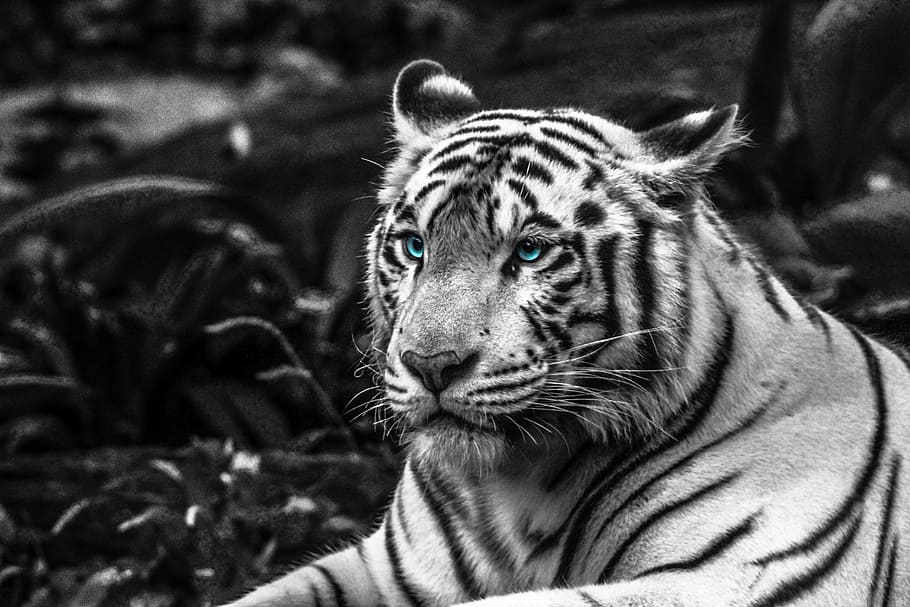 grayscale photo, albino tiger, grayscale, tiger, eyes, blue, nature, white, animal, wildlife