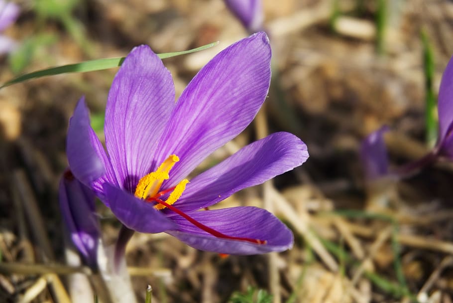 saffron, crocus sativus, saffron flower, fall, spice, flower, flowering plant, purple, plant, beauty in nature