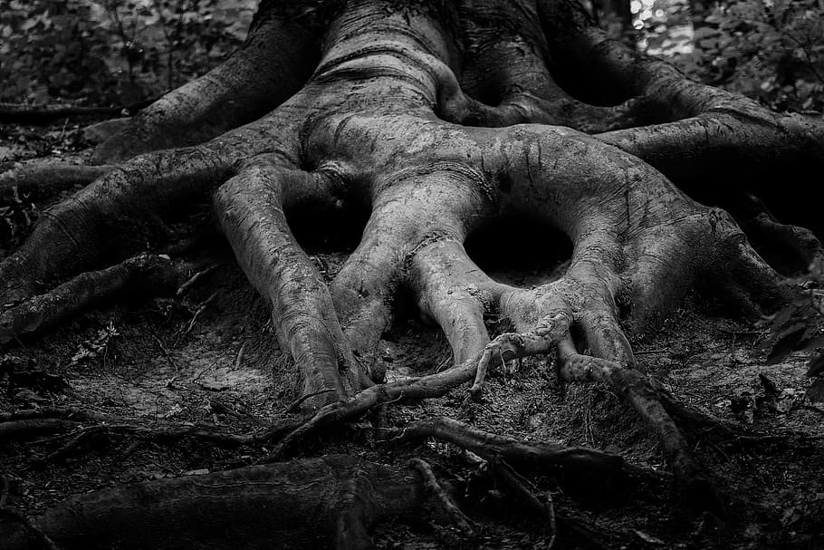 gray tree roots, tree, root, forrest, forest, ancient, art, black and white, dark, grave