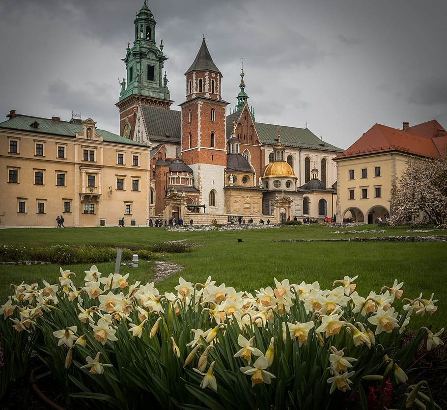 Cracóvia, Wawel, castelo, Castelo de Krakowski, o narcisista, flor, história, polônia, amarelo, primavera