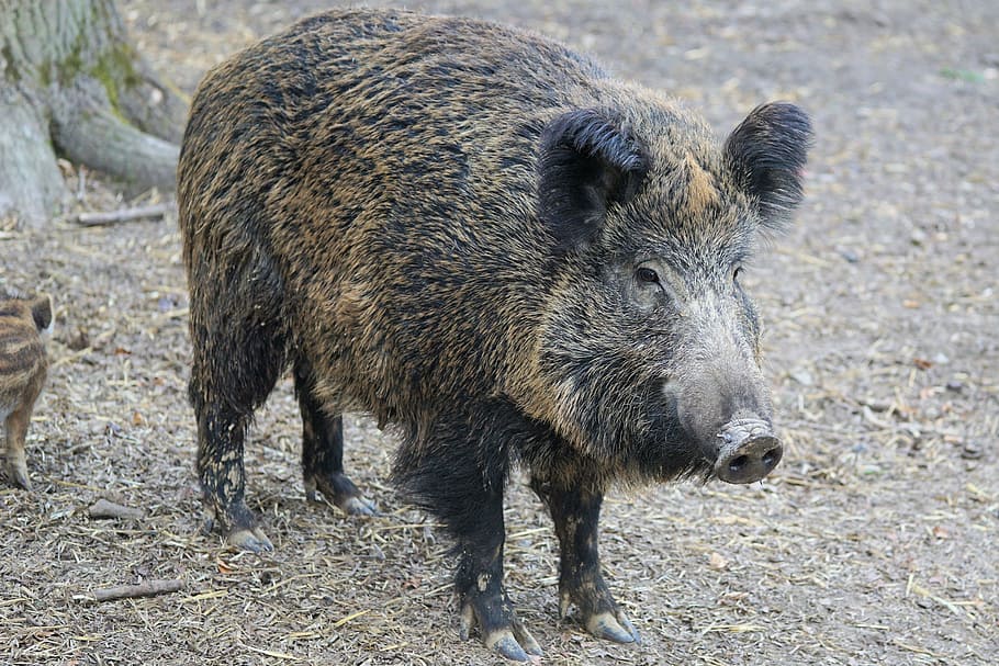 black pig, boar, pig, sow, nature, animal, park, zoo, sababurg castle, one animal