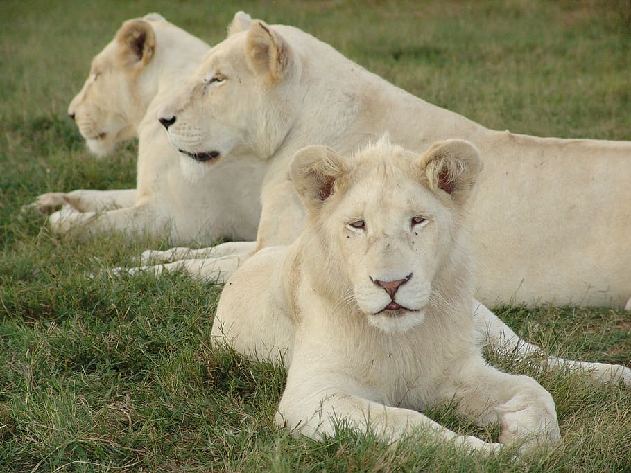león blanco, leona blanca, león, áfrica, leona, naturaleza, depredador,  mundo animal, gato, carnívoros | Pxfuel