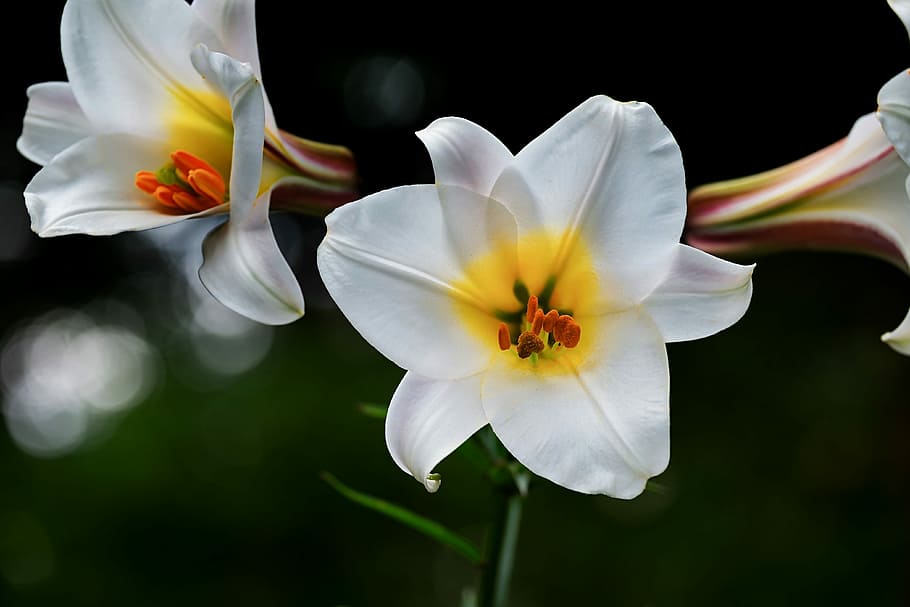 selective, focus photography, two, white-and-yellow petaled flowers, david-lily, lilium davidii, plant, lily, liliaceae, white lily
