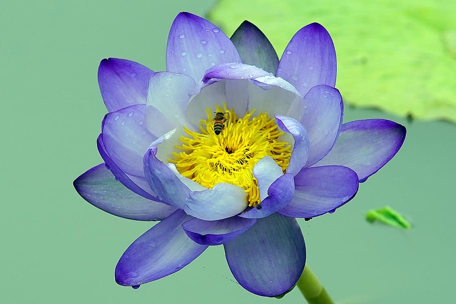 butterfly, flower, nature, honey, summer, insect, beautiful, love, bee, lotus