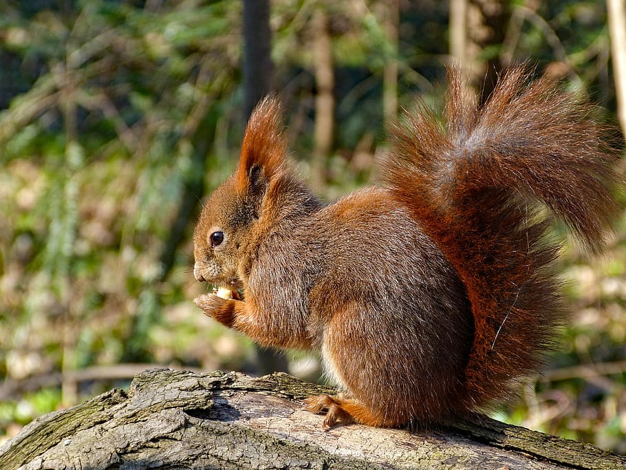 squirrel, rodent, eat, nut, bushy, tail, ear tufts, sciurus vulgaris, eurasisch, red