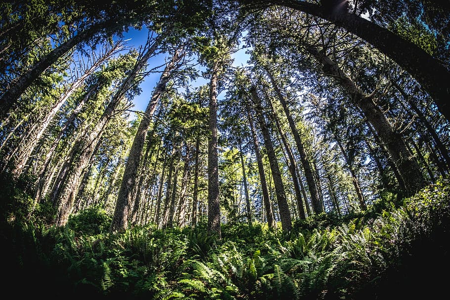 fisheye, wide angle, trees, pacific, mountains, summer, green, tree, plant, forest
