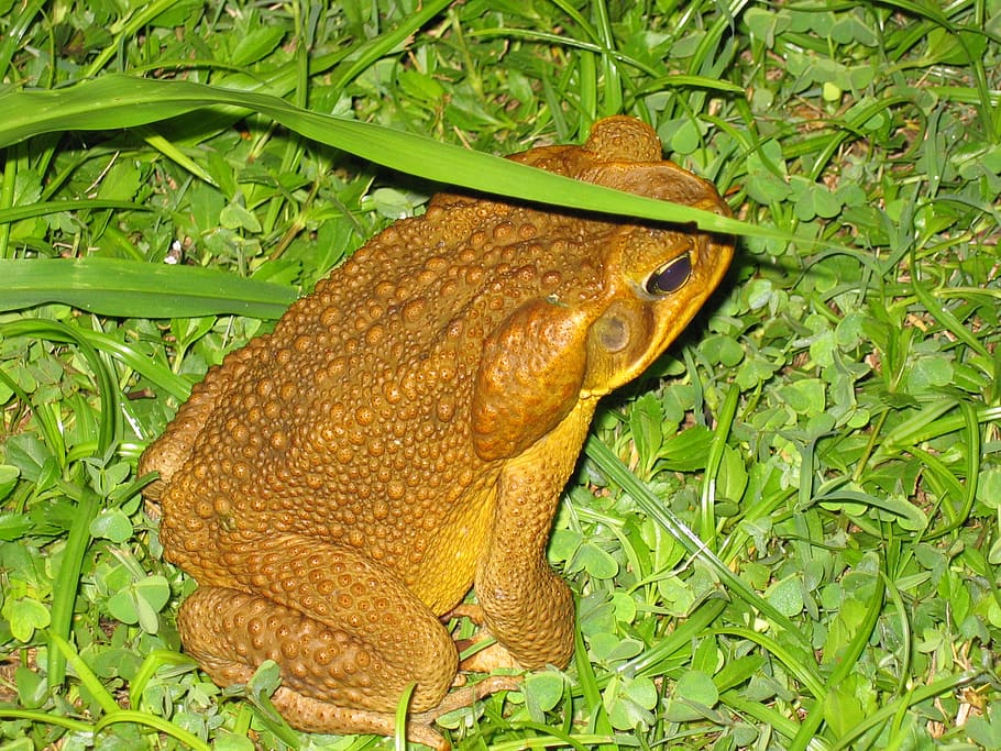 frog, night, amphibian, close-up, bermuda, animal, wildlife, wild, zoology, species
