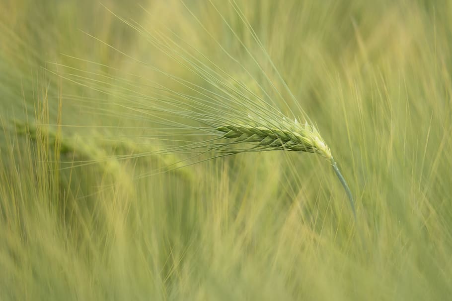 barley, cereals, ear, cornfield, field, grain, barley field, agriculture, arable, crop