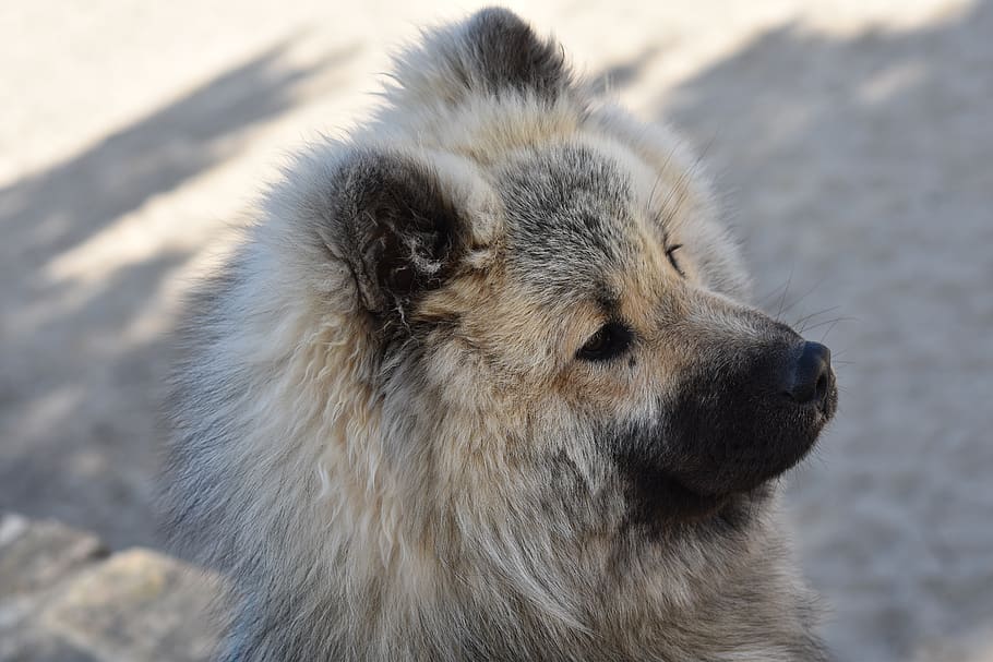 dog, dog eurasier, eurasier olaf-blue, dog nordic, race primitive, dog portrait profile, dog muzzle black, eurasier, animal, eurasier male