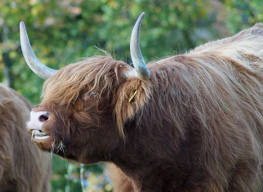 beef, highland, bull, scottish hochlandrind, highland cattle, scottish highland cow, shaggy, highlander, highlands, in the