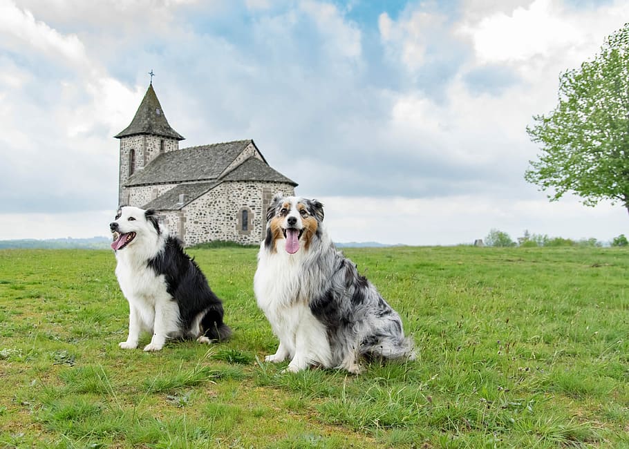 two, black-and-white, tricolor, merle australian shepherds, grass, open, field, behind, brick church, berger