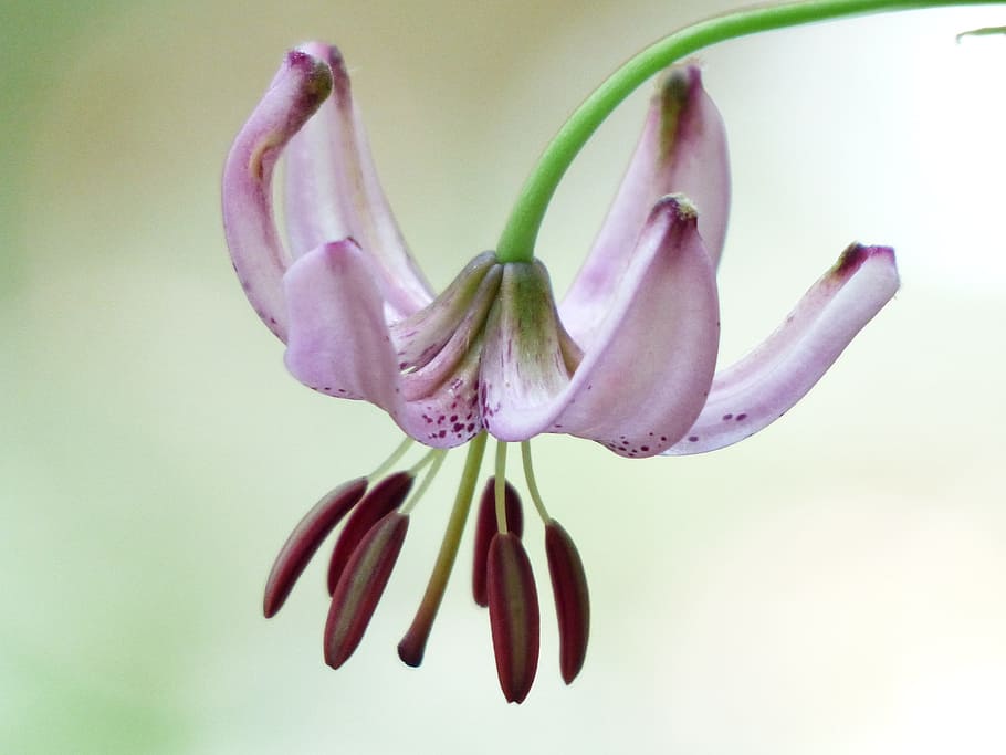 selective, focus photography, pink, lily, bloom, turk's cap lily, blossom, filigree, inflorescence, lilium martagon