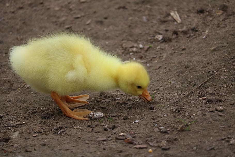yellow duckling eating, bird, poultry, woman, farm, feather, ducklings, bill, duck, baby