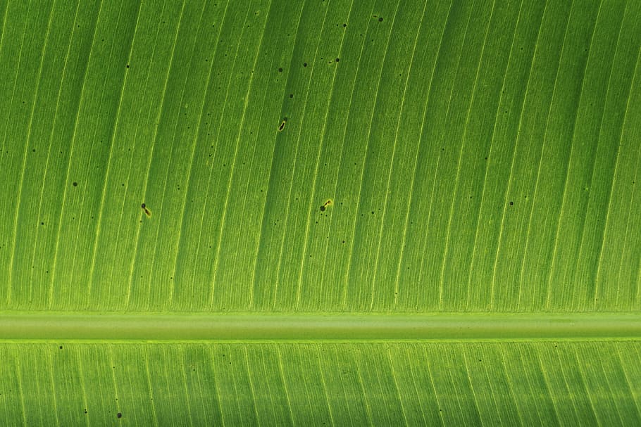 green banana leaf, green, leaves, plants, garden, autumn, fall, nature, vein, leaf