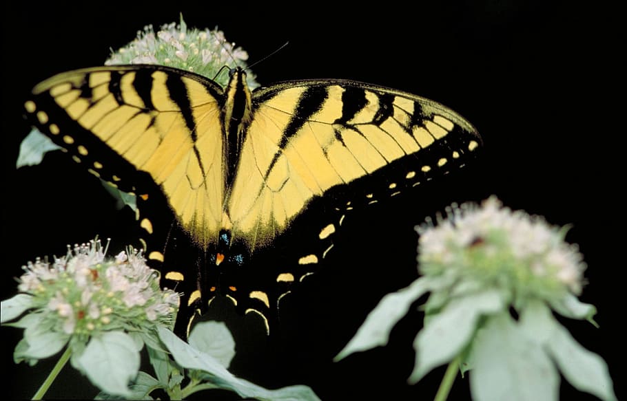 Tiger Swallowtail, Swallowtail, Butterfly, Plant, butterfly, flower, mountain mint, insect, wings, macro, colorful