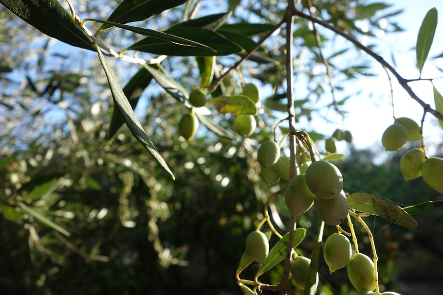 olives, greece, tree, mediterranean, olive tree, olive, food, green, healthy, nutrition