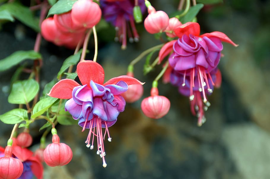 flower, fuchsia, flowers, plant, fuchsia flowers, nature, pink color, growth, beauty in nature, outdoors