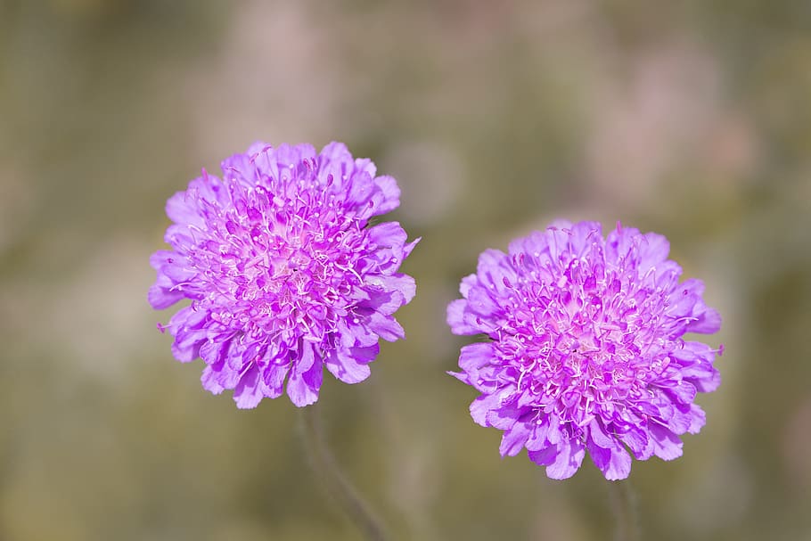 selective, focus photography, two, purple, petaled flowers, deaf-skabiose, scabiosa columbaria, caprifoliaceae, flower, violet