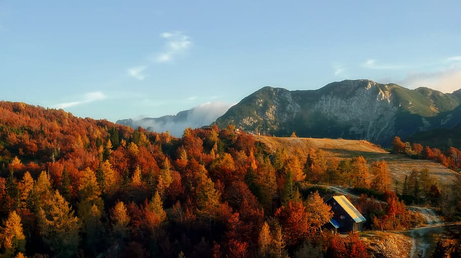 オレンジ, 葉, 森の木, スロベニア, 秋, 紅葉, 色, カラフル, 山, 風景
