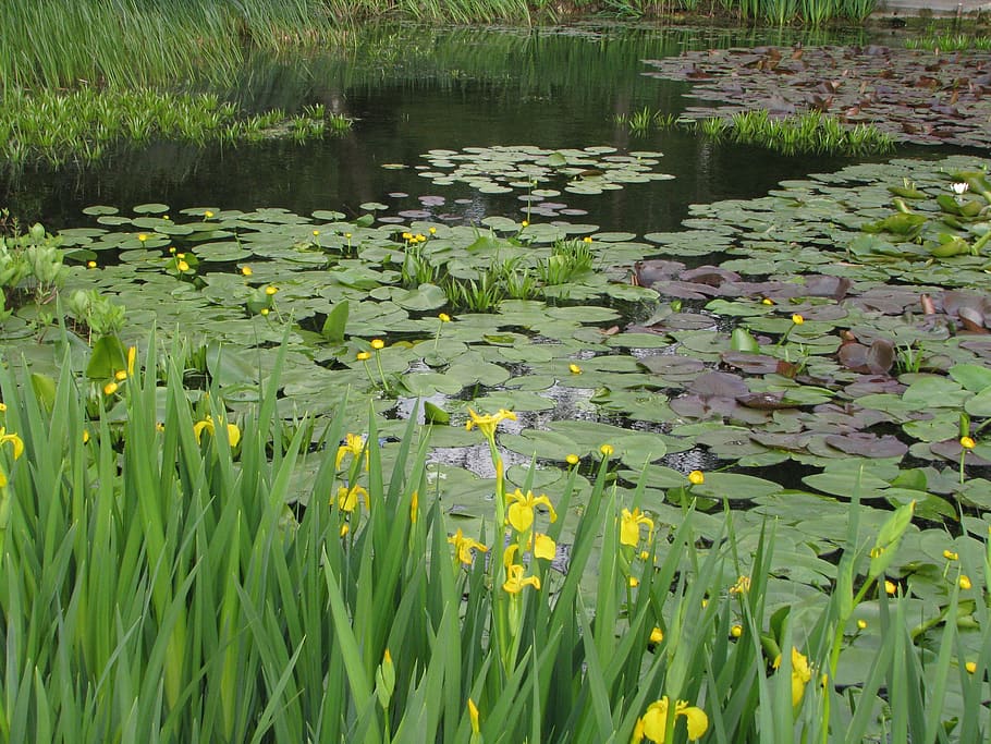 yellow flag, yellow iris, water flag, iris pseudacorus, pond, water lilly, bloom, water, nature, spring