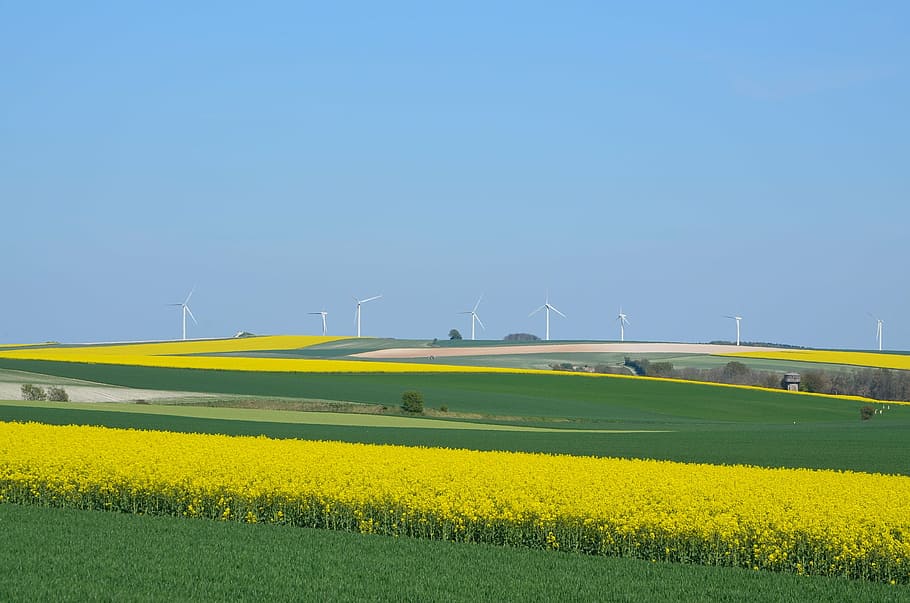 amarillo, campo de flores de colza, a través, molinos de viento, azul, cielo, durante el día, turbinas eólicas, colores, llanuras