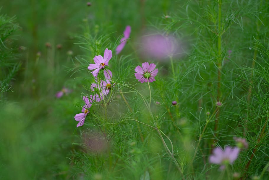 cosmos, cosmos field, flower, flowering plant, plant, freshness, vulnerability, fragility, growth, beauty in nature