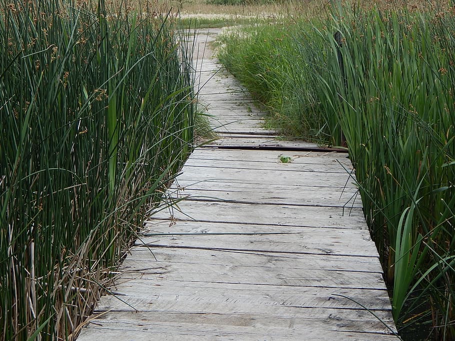 Dock, Wood, Path, Rustic, Grass, Nature, wooden, scenic, walkway, pier