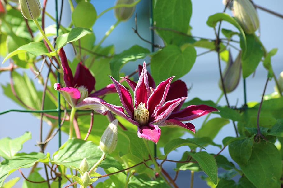 red, petaled flower, blue, sky, clematis, boost, creeper, plant, spring, ornamental plants