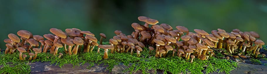 jamur coklat, jamur, kelompok jamur, panorama jamur, jamur pohon, jamur hutan, jamur layar, musim gugur, hutan, lantai hutan