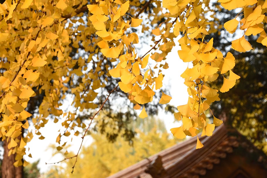 árboles de ginkgo, otoño, hojas amarillas, akiba, parque jingshan, visión, amarillo, planta, crecimiento, árbol
