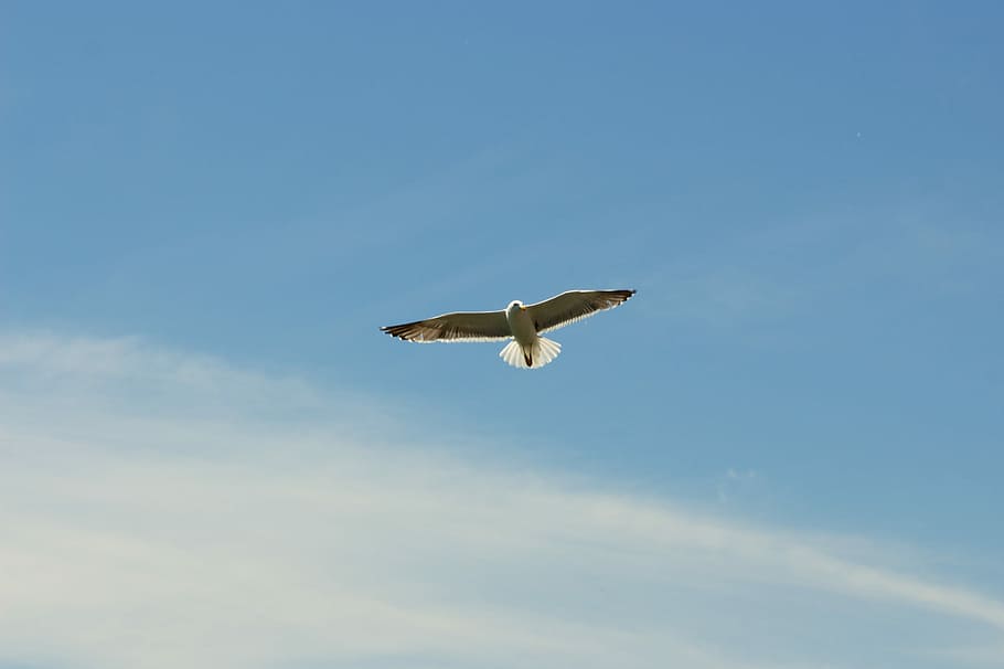 blanco, gris, pájaro, volador, azul, cielo, durante el día, cielo azul, aves, naturaleza