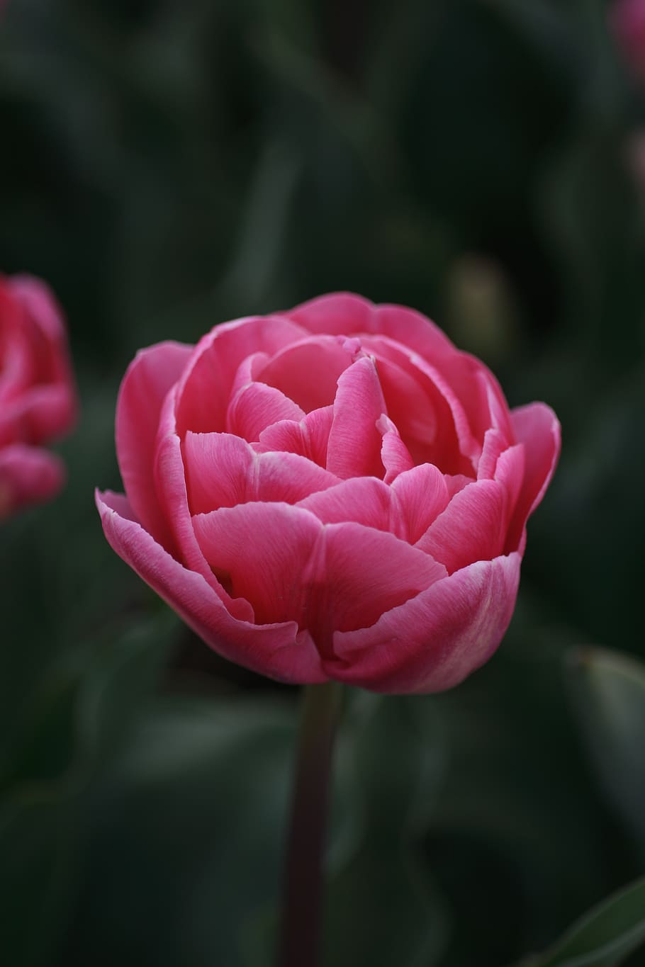 tulip, pink, double, spring, tulips, flowers, flora, bouquet, nature, garden