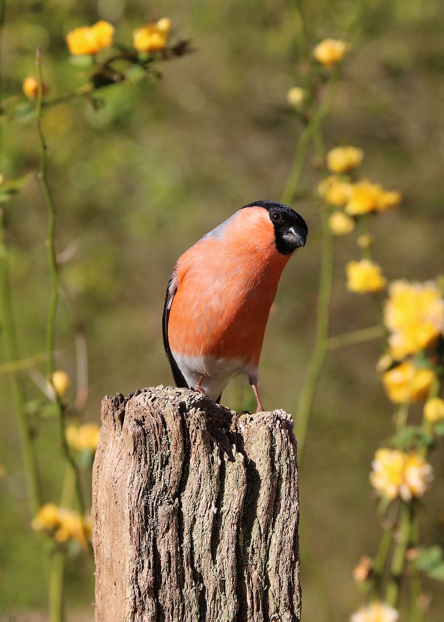 shallow, focus photo, orange, black, bird, bullfinch, male, nature, red, finch