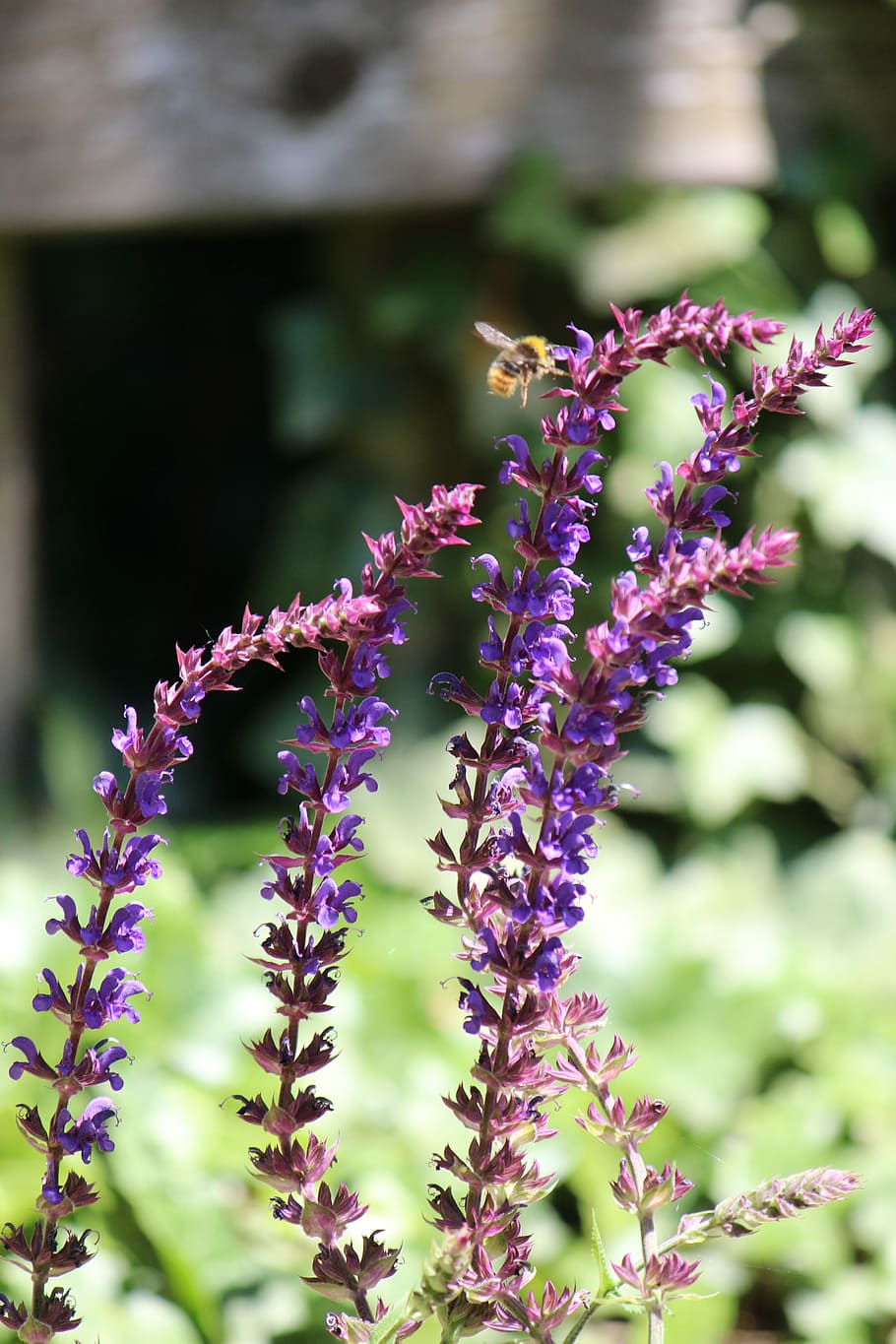 Sage, Garden, Bee, Medicinal Plant, spice, medicinal herb, violet, purple, flower, plant