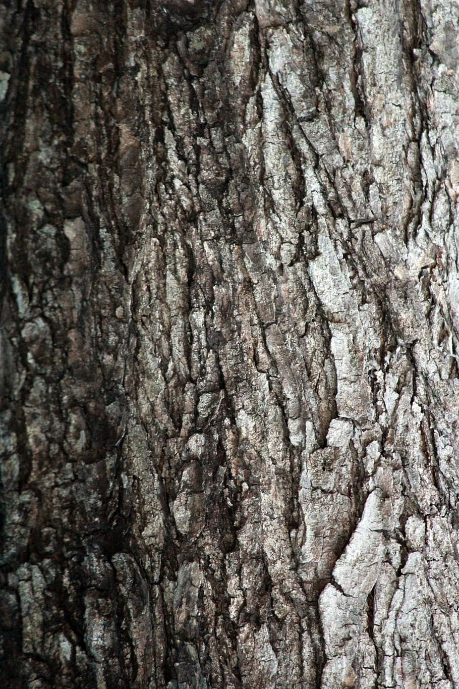 tekstur kulit pohon, pohon, kayu, tekstur, latar belakang, kasar, pola, abstrak, latar belakang kasar, retak