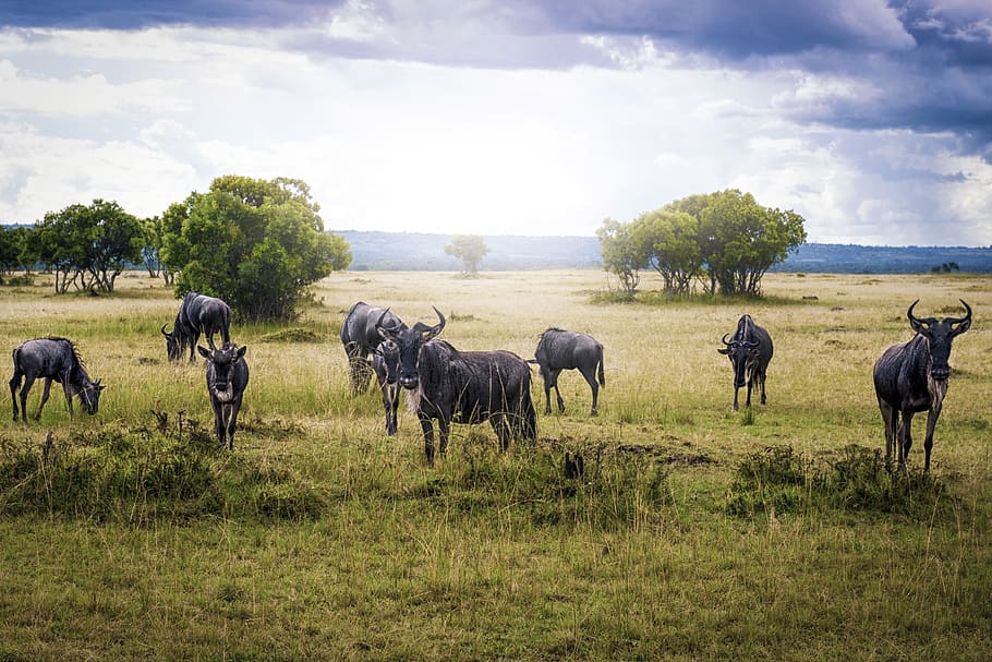 animal, wildebeest, safari, wild, wild life, africa, horn, kenya, nikon, nature